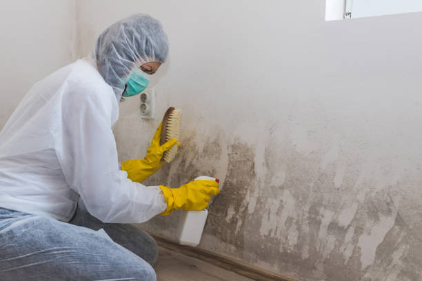 Best Commercial Mold Removal  in Millis Clicquot, MA