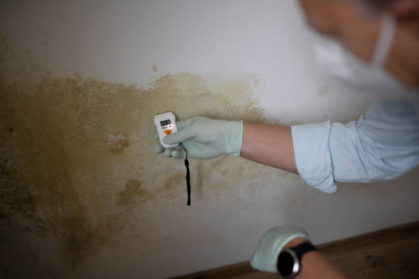 Best Same-Day Mold Removal  in Millis Clicquot, MA