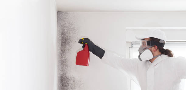 Best Black Mold Removal  in Millis Clicquot, MA