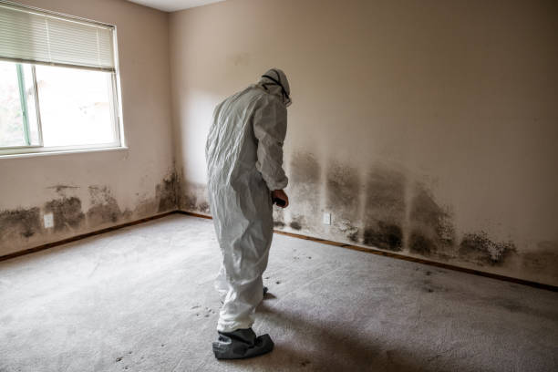 Home Mold Removal in Millis Clicquot, MA