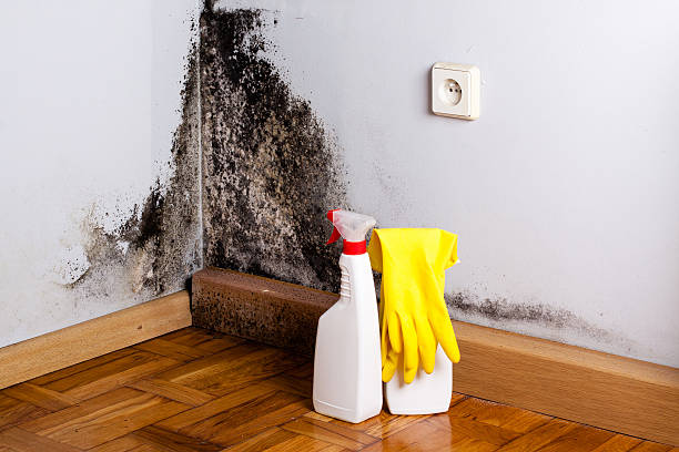 Best Emergency Mold Removal  in Millis Clicquot, MA
