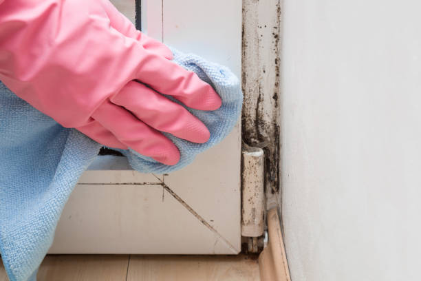 Best Crawl Space Mold Removal  in Millis Clicquot, MA